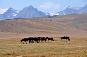 Des chevaux du Kirghizistan